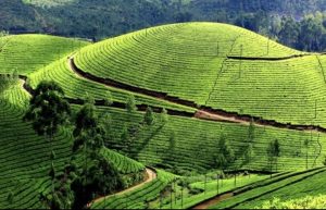 Đồi chè Mộc Châu